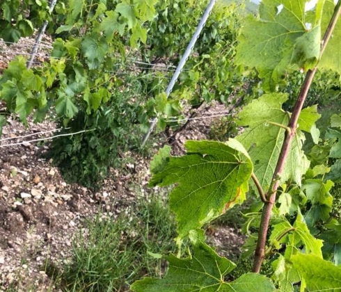 Notre maison et notre champagne récompensés !